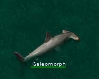 galeomorph.jpg