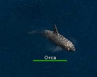 orca.jpg